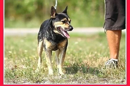 Usłyszy każdy szelest,czujny,2 letni ARES z ogonem