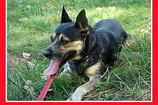 Usłyszy każdy szelest,czujny,2 letni ARES z ogonem