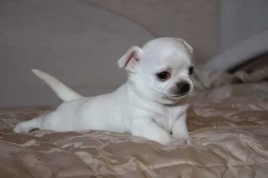 Szczenięta rasy chihuahua, które można adoptować w domu., Podlaskie, Białystok