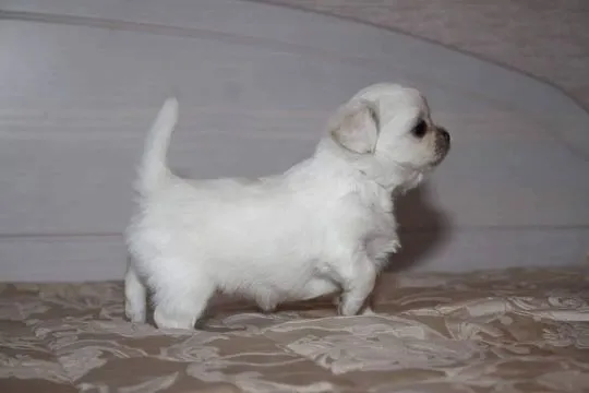 Szczenięta rasy chihuahua, które można adoptować w domu., Podlaskie, Białystok