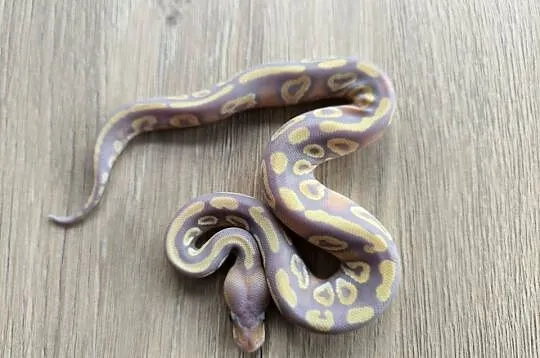 Pyton królewski Banana Mojave poss Fire het Desert Ghost
