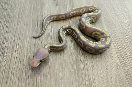 Pyton królewski Banana Mojave poss Fire het Desert Ghost, Mazowieckie, Makowiec