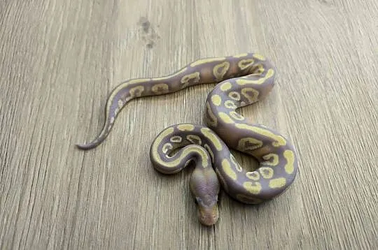 Pyton królewski Banana Mojave poss Fire het Desert Ghost, Mazowieckie, Makowiec