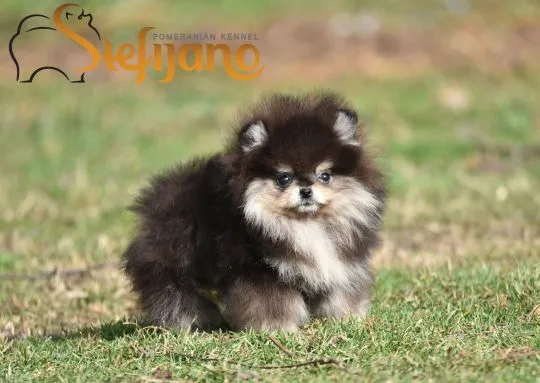Pomeranian BOO Piękne zarejestrowane szczenięta na sprzedaż, , Warszawa