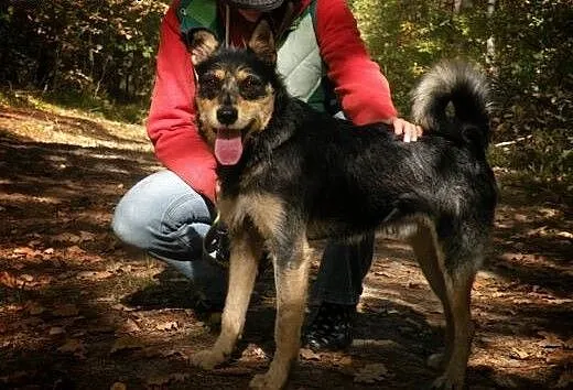 Zakochaj się w Foksie na wiosnę! Adoptuj!, mazowi