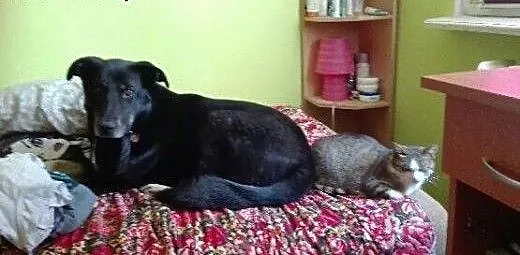 Abi - duża misia szuka wolnej kanapy, Kundelki ca