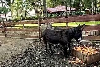 sprzedam osły 3 sztuki, Wielkopolskie, Szydłówiec