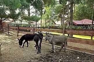 sprzedam osły 3 sztuki, Wielkopolskie, Szydłówiec