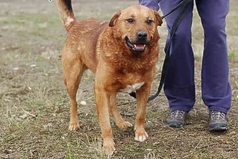 Berni kocha ludzi adoptuj go nie pozwól by trafił do schroniska,  Kundelki cała Polska