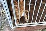 Berni kocha ludzi adoptuj go nie pozwól by trafił 