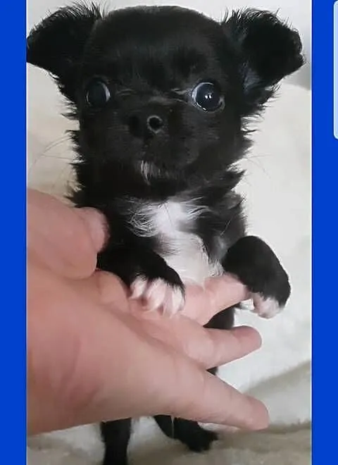 Chihuahua samczyk długowłosy FCI, Łódzkie, Łódź