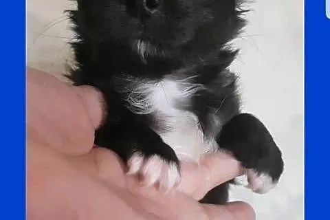 Chihuahua samczyk długowłosy FCI, Łódzkie, Łódź