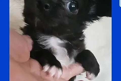 Chihuahua samczyk długowłosy FCI, Łódzkie, Łódź