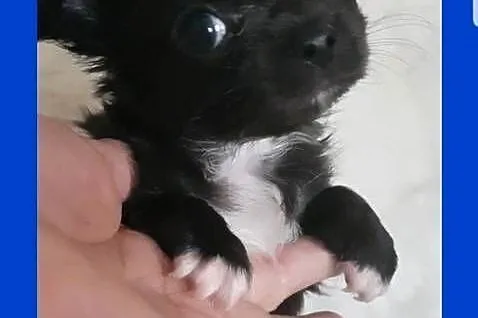 Chihuahua samczyk długowłosy FCI, Łódzkie, Łódź