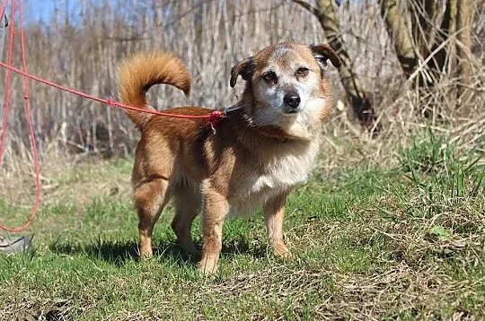 6 kg Tetuszka, delikatna, łagodna, bezproblemowy PIESZCZOCH do adopcji