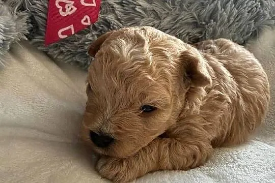 Bichpoo/Poochon jak Maltipoo, Pomorskie, Czarnówko