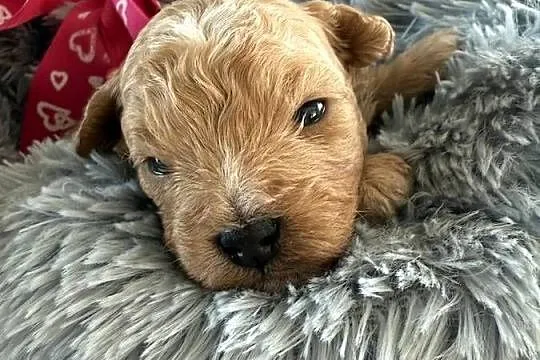 Bichpoo/Poochon jak Maltipoo, Pomorskie, Czarnówko