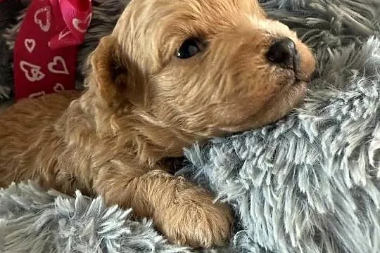 Bichpoo/Poochon jak Maltipoo, Pomorskie, Czarnówko