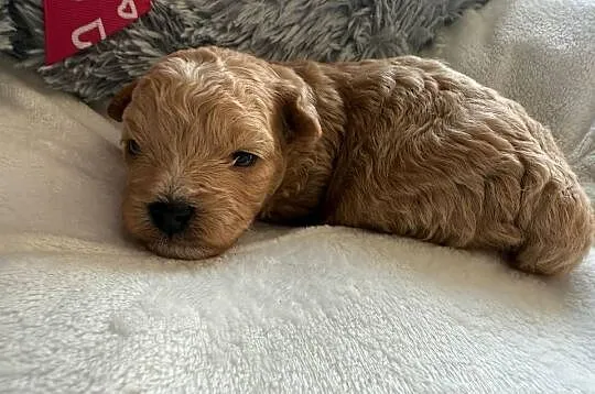 Bichpoo/Poochon jak Maltipoo, Pomorskie, Czarnówko