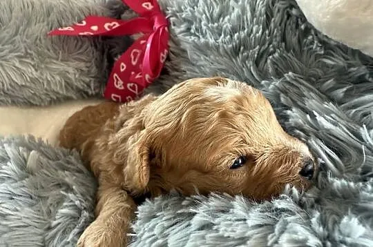 Bichpoo/Poochon jak Maltipoo, Pomorskie, Czarnówko