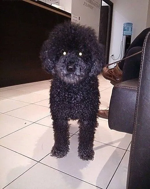 Afro - niezwykły pies do adopcji, mazowieckie War