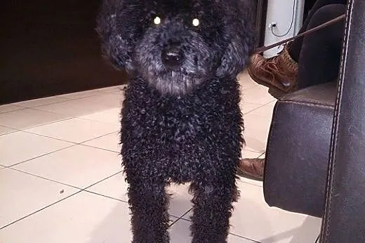 Afro - niezwykły pies do adopcji,  mazowieckie War
