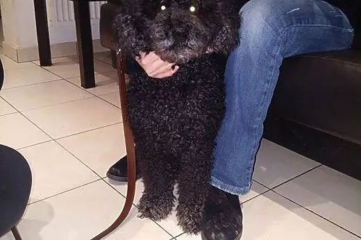 Afro - niezwykły pies do adopcji,  mazowieckie War