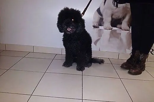 Afro - niezwykły pies do adopcji,  mazowieckie War
