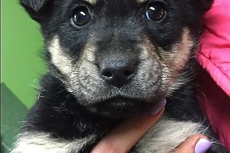 Malutka Bazylia, 8 tygodniowa suczka szuka domu!