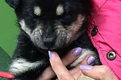 Malutka Bazylia, 8 tygodniowa suczka szuka domu!
