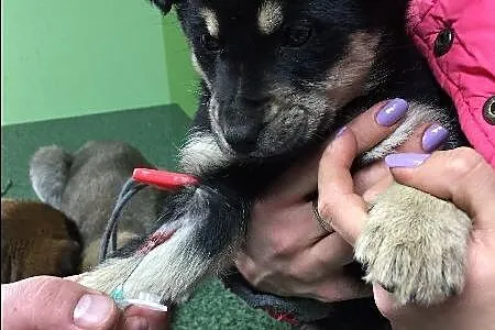 Malutka Bazylia, 8 tygodniowa suczka szuka domu!