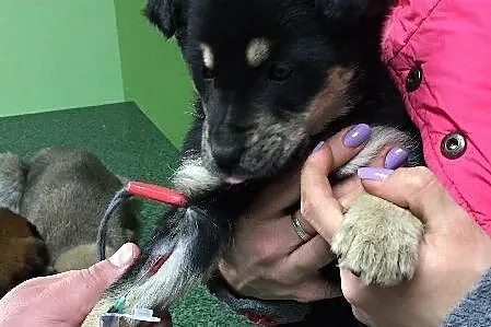 Malutka Bazylia, 8 tygodniowa suczka szuka domu!