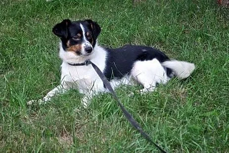 Wesoły, niewielki Bobi, 5kg szczęścia do pokochania!,  Kundelki cała Polska