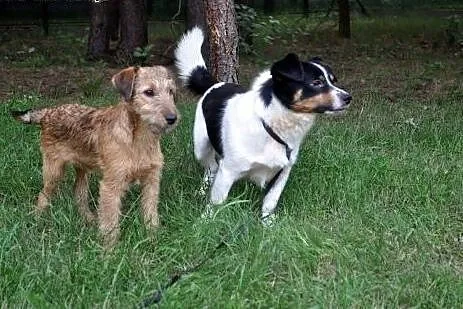 Wesoły, niewielki Bobi, 5kg szczęścia do pokochani