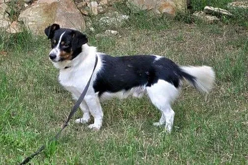 Wesoły, niewielki Bobi, 5kg szczęścia do pokochani