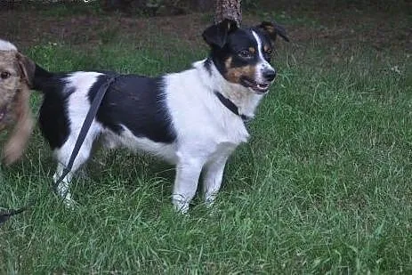 Wesoły, niewielki Bobi, 5kg szczęścia do pokochani