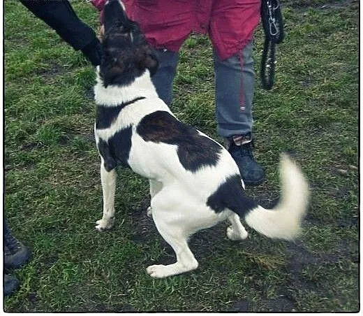 TERRY - 2-letni przystojniak do adopcji!, łódzkie