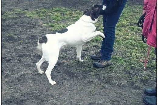 TERRY - 2-letni przystojniak do adopcji!,  łódzkie