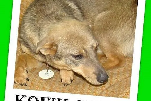 9 kg,dymny,łagodny,wesoły,przyjazny piesek KONIK.Adopcja,  mazowieckie Warszawa