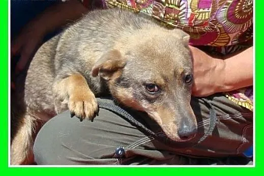 9 kg,dymny,łagodny,wesoły,przyjazny piesek KONIK.A
