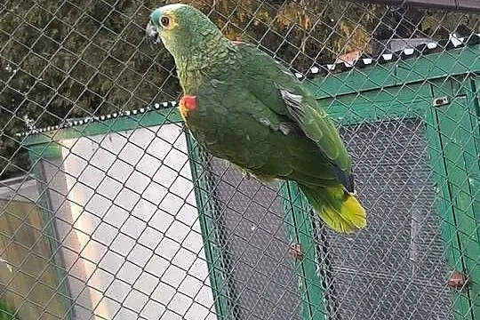 Amazonka niebieskoczelna samica 23r