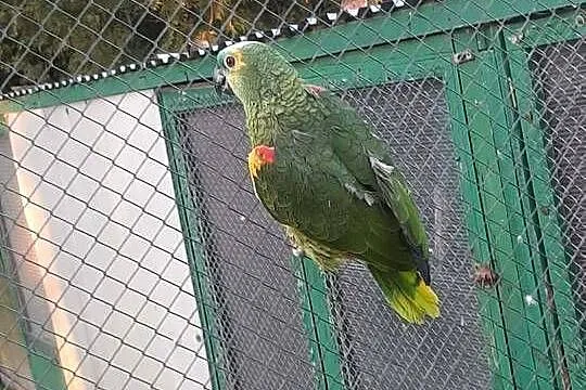 Amazonka niebieskoczelna samica 23r, Małopolskie, Skała