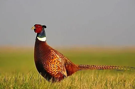 bażanty łowne