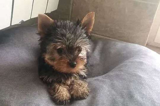 Yorkshire terrier - mini piesek, Kujawsko-pomorskie, Radziejów