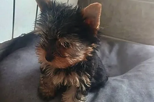 Yorkshire terrier - mini piesek, Kujawsko-pomorskie, Radziejów