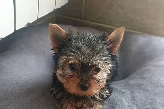 Yorkshire terrier - mini piesek, Kujawsko-pomorskie, Radziejów