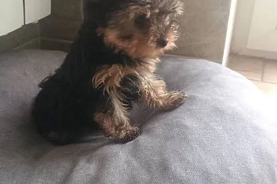 Yorkshire terrier - mini piesek, Kujawsko-pomorskie, Radziejów