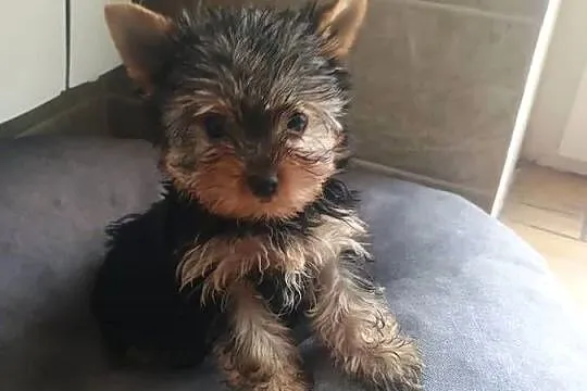 Yorkshire terrier - mini piesek, Kujawsko-pomorskie, Radziejów