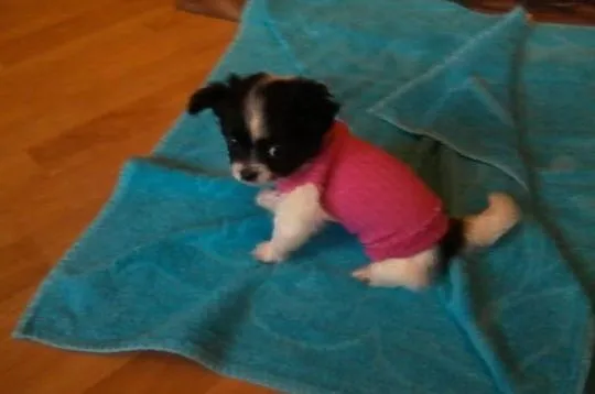 Piękne chihuahua