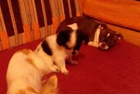 Piękne chihuahua